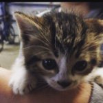 11356021_753593168071679_221359231_a