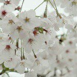 11333678_469630093200162_45693324_a