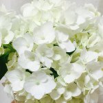 11282753_1101314153215326_850109157_a