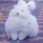 11093052_822432924503804_1878249076_a