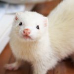 11266618_1451115791869700_434708124_a