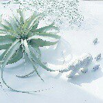 11199478_856522687763956_2065132686_a