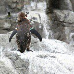 11350936_479924665495978_1181976508_a