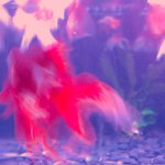 11191179_826375134110165_293365319_a