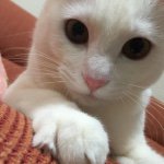 11049308_1412293655752409_142179093_a