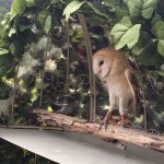 11282301_1083732074976108_7609229_a