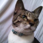 10809958_729524127124580_66894312_a