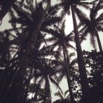 10554266_261440994045427_1984354294_a