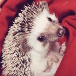 10899471_1557922767780980_1065330764_a