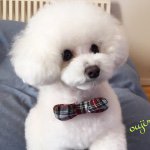 11287927_1599790150291067_1301779810_a