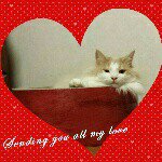 11258225_1469298776694718_1062648302_a