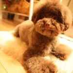 Profile_368352267_75sq_1386044724