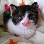 914418_326191080868826_2136236002_a