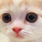 11190213_290765664380718_1486347860_a