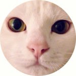 10808549_610932675699508_241658989_a