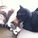 Profile_693282730_75sq_1384920699