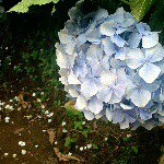 11335764_846410355439029_1398213014_a