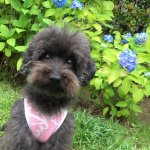 11375944_884522008280563_371384371_a