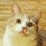 11335059_816140001805763_282343708_a