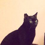 11378463_1647273628834960_182762614_a