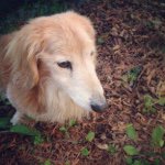 11116641_1652393674988412_456391854_a