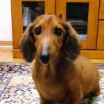 10693685_178574852334609_1581285637_a