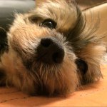 10949033_410051589156385_1292765327_a