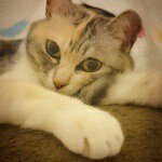 11282253_865757013498467_1255121347_a