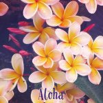 11123755_917374041638661_749827494_a