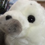 10895234_705151306264206_890245092_a