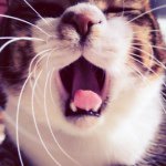 10831900_309106805957922_1271637604_a