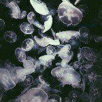 11373515_739731732802913_1059549226_a