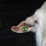 11252878_1643935479175166_645682771_a