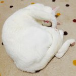 11205708_1435792620069908_1408741648_a