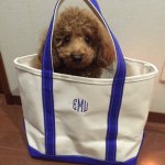 10724146_1439056616385558_600727721_a