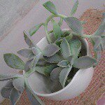 10890801_1680061712220700_744116159_a