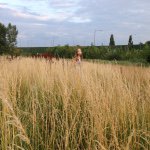 11376216_1611432592430985_1792301632_a