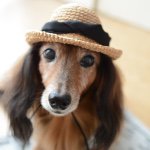 11235899_832943900127779_765041086_a