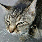 10533274_1483347965254455_938154612_a