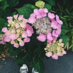 11333352_1604055443145268_1171522708_a