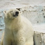 11324346_840981722665390_1033517047_a