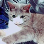 11333692_1635772016663232_816669349_a