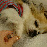 11272471_1601203400097471_2078332803_a