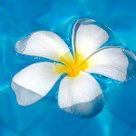 10914503_1037958276231656_669632459_a