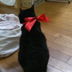 11351004_1600938446853664_2051513791_a