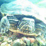 11378616_836337496436032_1782195482_a