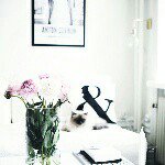 11353132_118496225153080_351486111_a