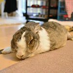 11137702_1404781036506331_585556196_a