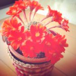 10706905_1506759972914083_494668628_a