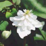 11328266_1591889321085688_1414281241_a